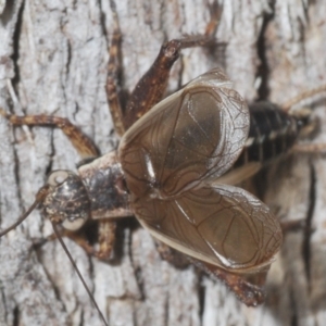 Bobilla sp. (genus) at Holt, ACT - 20 Jan 2021