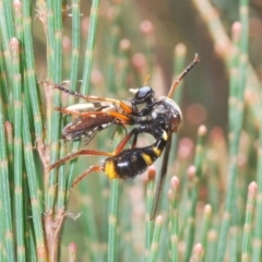 Brachyrhopala sp. (genus) (Robber fly) at Lower Boro, NSW - 21 Jan 2021 by Harrisi