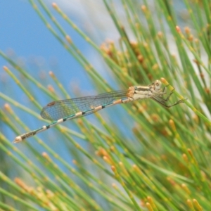 Austrolestes leda at Lower Boro, NSW - 21 Jan 2021