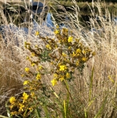 Hypericum perforatum (St John's Wort) at Melba, ACT - 23 Jan 2021 by Kurt