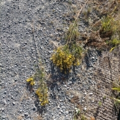 Hypericum perforatum at Melba, ACT - 23 Jan 2021 08:38 AM