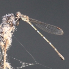 Austrolestes leda (Wandering Ringtail) at Wodonga - 22 Jan 2021 by Kyliegw