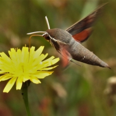 Hippotion scrofa (Coprosma Hawk Moth) at Cotter River, ACT - 22 Jan 2021 by JohnBundock