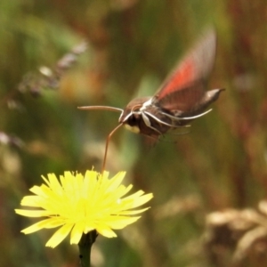 Hippotion scrofa at Cotter River, ACT - 22 Jan 2021