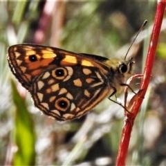 Oreixenica orichora (Spotted Alpine Xenica) at Namadgi National Park - 21 Jan 2021 by JohnBundock