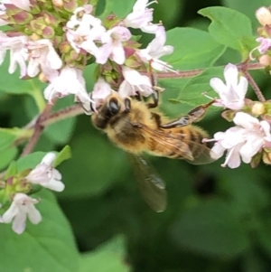 Apis mellifera at Gungahlin, ACT - 22 Jan 2021