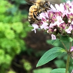 Apis mellifera at Gungahlin, ACT - 22 Jan 2021