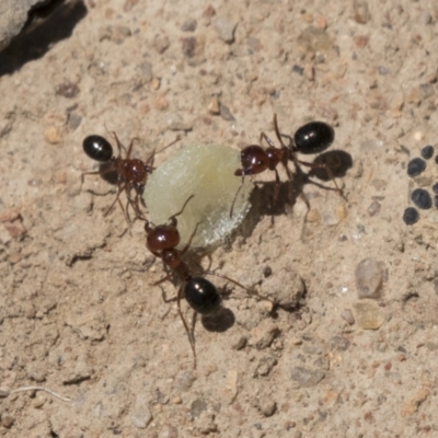 Melophorus perthensis (Field furnace ant) at Kambah, ACT - 21 Jan 2021 by AlisonMilton