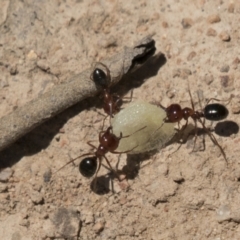 Melophorus perthensis at Kambah, ACT - 21 Jan 2021 11:12 AM