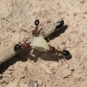 Melophorus perthensis at Kambah, ACT - 21 Jan 2021 11:12 AM