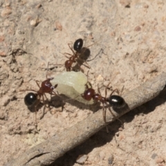 Melophorus perthensis at Kambah, ACT - 21 Jan 2021 11:12 AM