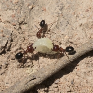 Melophorus perthensis at Kambah, ACT - 21 Jan 2021 11:12 AM