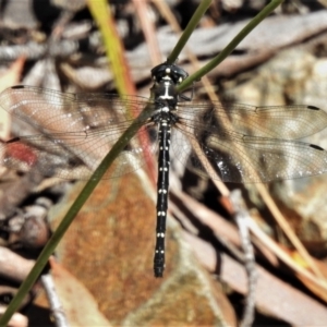 Eusynthemis guttata at Cotter River, ACT - 22 Jan 2021 10:23 AM