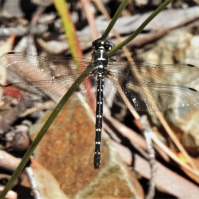 Eusynthemis guttata (Southern Tigertail) at Cotter River, ACT - 22 Jan 2021 by JohnBundock