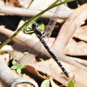 Eusynthemis guttata at Cotter River, ACT - 22 Jan 2021 10:23 AM