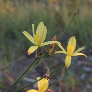 Tricoryne elatior at Conder, ACT - 30 Nov 2020