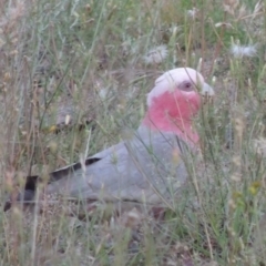 Eolophus roseicapilla (Galah) at Conder, ACT - 30 Nov 2020 by michaelb