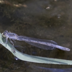 Ischnura heterosticta (Common Bluetail Damselfly) at CTT100: Lower Tuggeranong Ck - 21 Jan 2021 by AlisonMilton