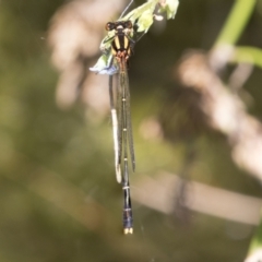 Nososticta solida (Orange Threadtail) at CTT100: Lower Tuggeranong Ck - 21 Jan 2021 by AlisonMilton