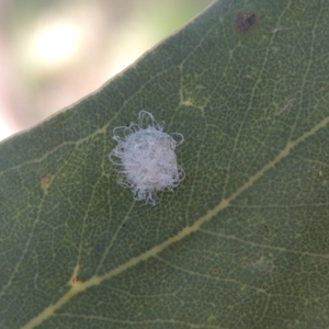 Glycaspis sp. (genus) at Conder, ACT - 26 Nov 2020