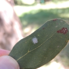 Glycaspis sp. (genus) at Conder, ACT - 26 Nov 2020