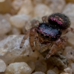 Simaethula sp. (genus) (A jumping spider) at Oxley, ACT - 23 Jan 2021 by TyrieStarrs