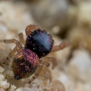 Simaethula sp. (genus) at Oxley, ACT - 23 Jan 2021 10:29 AM