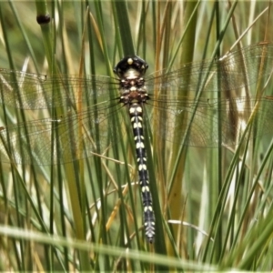 Synthemis eustalacta at Cotter River, ACT - 22 Jan 2021