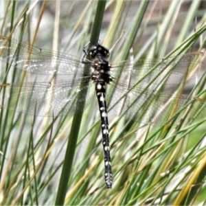 Synthemis eustalacta at Cotter River, ACT - 22 Jan 2021