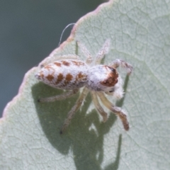 Opisthoncus sexmaculatus (Six-marked jumping spider) at Greenway, ACT - 21 Jan 2021 by AlisonMilton