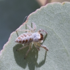 Opisthoncus sexmaculatus at Greenway, ACT - 21 Jan 2021 12:30 PM