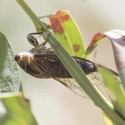 Galanga labeculata (Double-spotted cicada) at Tuggeranong DC, ACT - 21 Jan 2021 by AlisonMilton