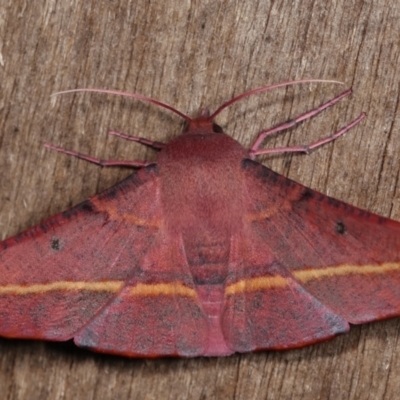 Oenochroma vinaria (Pink-bellied Moth, Hakea Wine Moth) at Melba, ACT - 11 Jan 2021 by kasiaaus