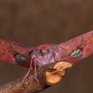 Oenochroma vinaria at Melba, ACT - 12 Jan 2021