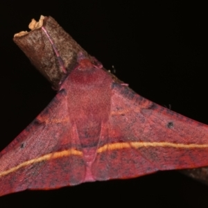 Oenochroma vinaria at Melba, ACT - 12 Jan 2021