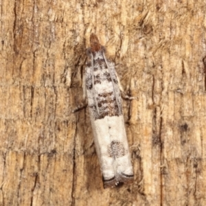 Spilonota constrictana at Melba, ACT - 12 Jan 2021 12:14 AM