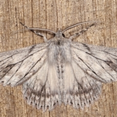 Cyneoterpna wilsoni (Cyneoterpna wilsoni) at Melba, ACT - 11 Jan 2021 by kasiaaus