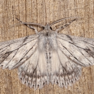 Cyneoterpna wilsoni at Melba, ACT - 12 Jan 2021