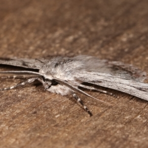 Cyneoterpna wilsoni at Melba, ACT - 12 Jan 2021