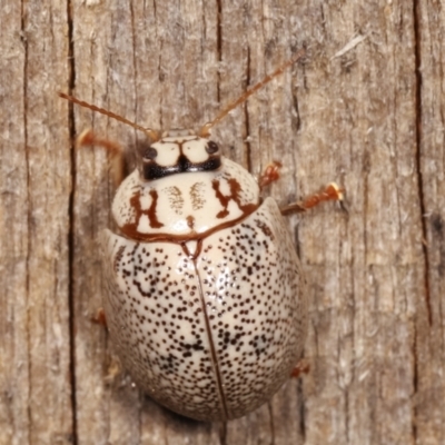 Paropsis 'sp. 20' of Lagerwey (Eucalyptus leaf beetle) at Melba, ACT - 12 Jan 2021 by kasiaaus