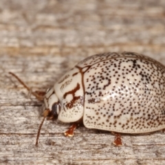 Paropsis 'sp. 20' of Lagerwey at Melba, ACT - 12 Jan 2021 12:33 AM