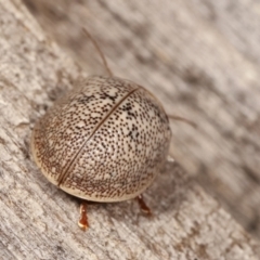 Paropsis 'sp. 20' of Lagerwey at Melba, ACT - 12 Jan 2021 12:33 AM