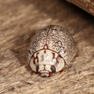 Paropsis 'sp. 20' of Lagerwey at Melba, ACT - 12 Jan 2021 12:33 AM