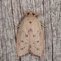 Heliocausta undescribed species (A concealer moth) at Melba, ACT - 11 Jan 2021 by kasiaaus