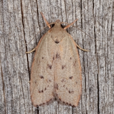 Heliocausta undescribed species (A Concealer moth (Wingia group)) at Melba, ACT - 12 Jan 2021 by kasiaaus