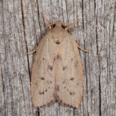 Heliocausta undescribed species (A concealer moth) at Melba, ACT - 12 Jan 2021 by kasiaaus