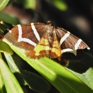 Chrysolarentia oxygona at Cotter River, ACT - 22 Jan 2021