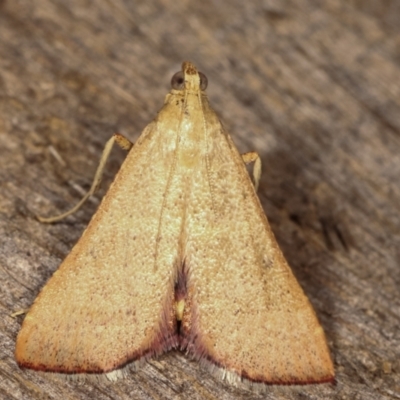 Endotricha ignealis (A Pyralid moth (Endotrichinae)) at Melba, ACT - 11 Jan 2021 by kasiaaus