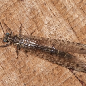 Bandidus sp. (genus) at Melba, ACT - 12 Jan 2021 12:37 AM