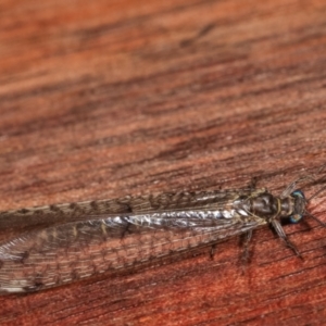 Bandidus sp. (genus) at Melba, ACT - 12 Jan 2021 12:37 AM